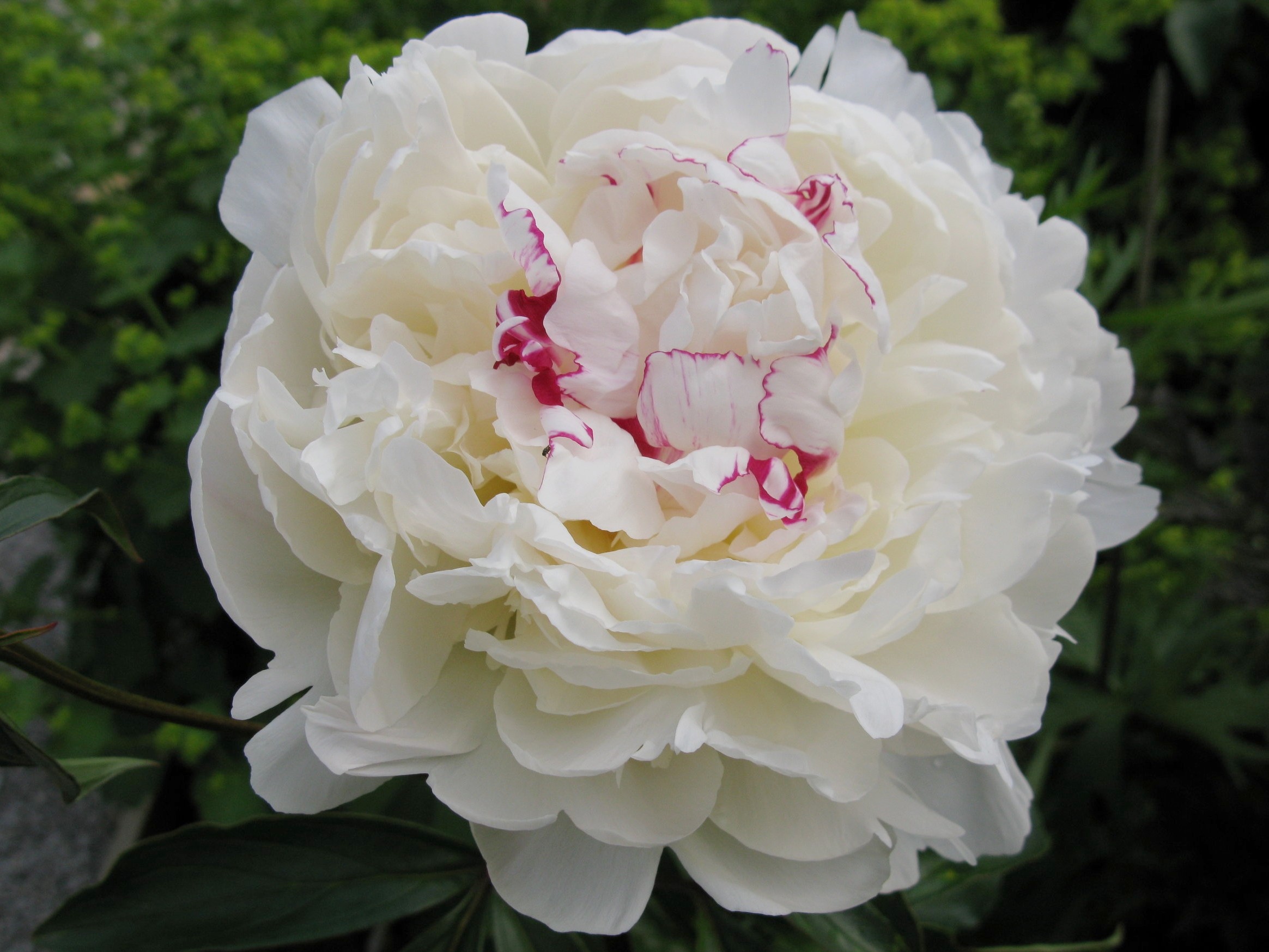 Paeonia lactiflora 'Avalanche'